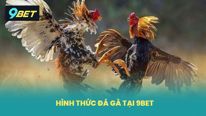 Hình thức đá gà tại 9BET