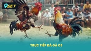 Trực Tiếp Đá Gà C3 Xem Ngay Những Trận Đấu Nảy Lửa Tại 9BET