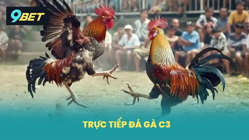 Trực Tiếp Đá Gà C3 Xem Ngay Những Trận Đấu Nảy Lửa Tại 9BET